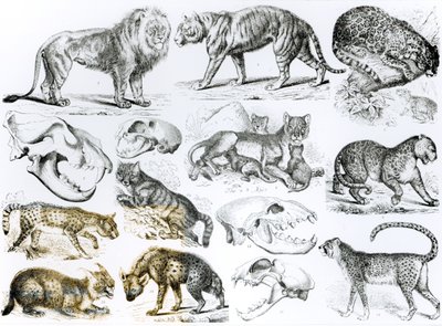 Carnivorous Animals by English School